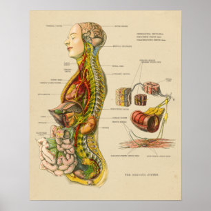 Pôster Carta humana da anatomia do sistema nervoso do