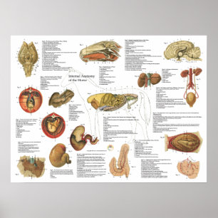 Pôster Carta interna 18" da anatomia do cavalo X 24"