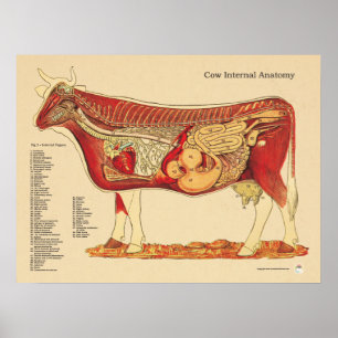 Poster Carta interna veterinária bovina da anatomia da