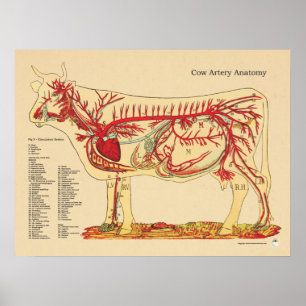 Pôster Carta veterinária bovina da anatomia da artéria 