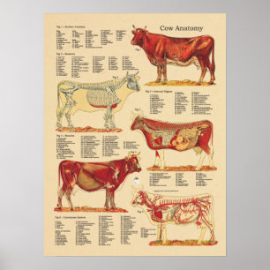 Pôster Carta veterinária bovina da anatomia da vaca