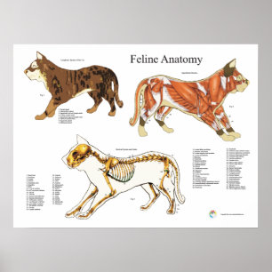 Pôster Carta veterinária da anatomia do músculo