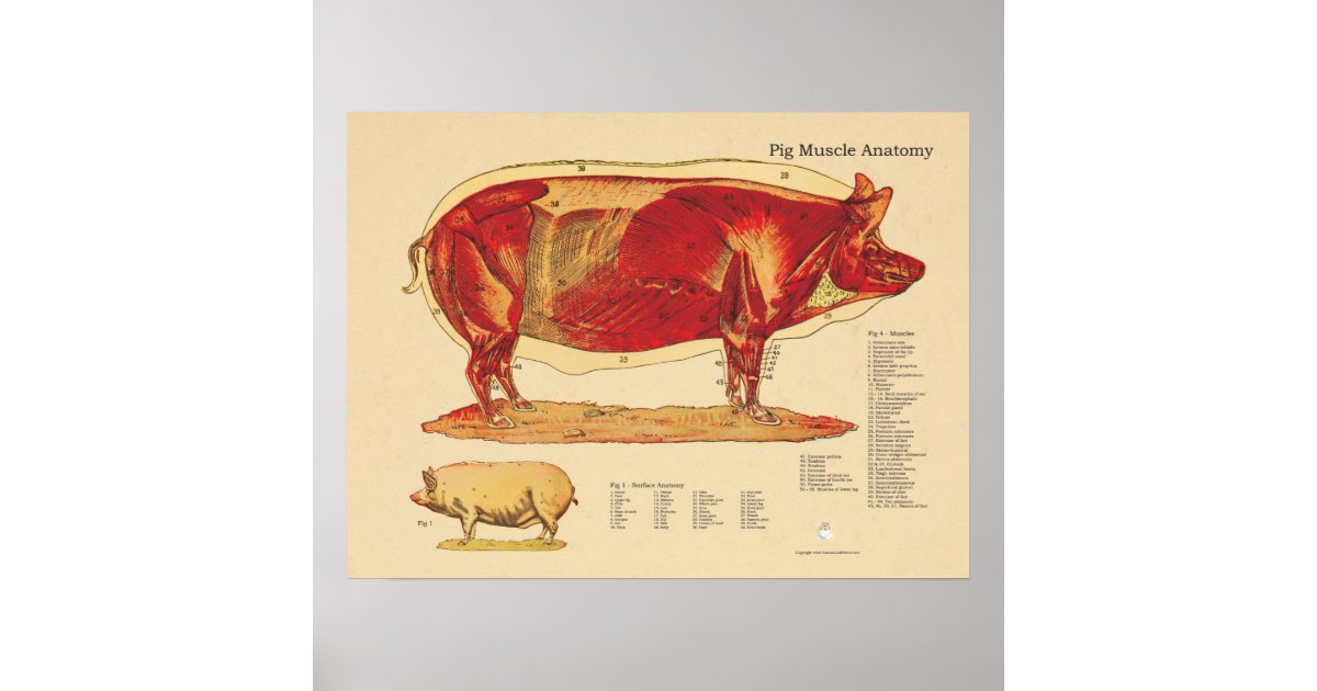 Pôster Carta veterinária da anatomia do músculo do porco 