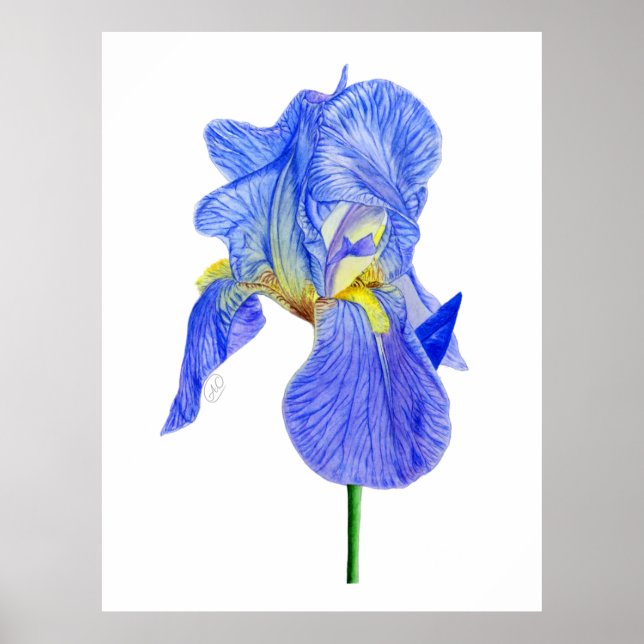Poster Cartão-postal de flor Iris Azul-Cor-de-Água (Frente)