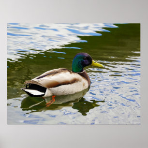 Poster Cartão-postal de Mallard Mallard