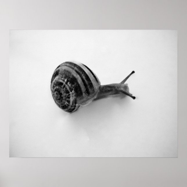 Poster Cartão Postal do Caracol (Frente)
