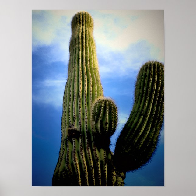 Poster Cartão Postal do Saguaro Cactus High (Frente)