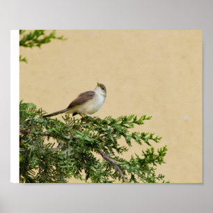Poster Cartão-postal Sparrow