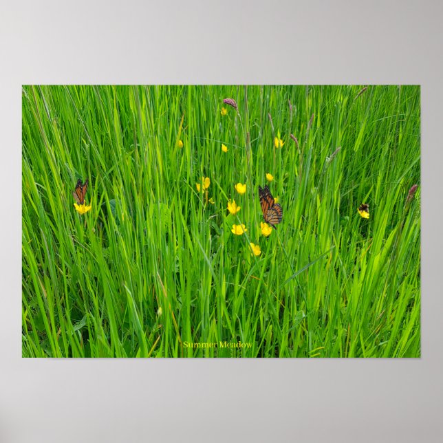 Poster Cartaz (Frente)