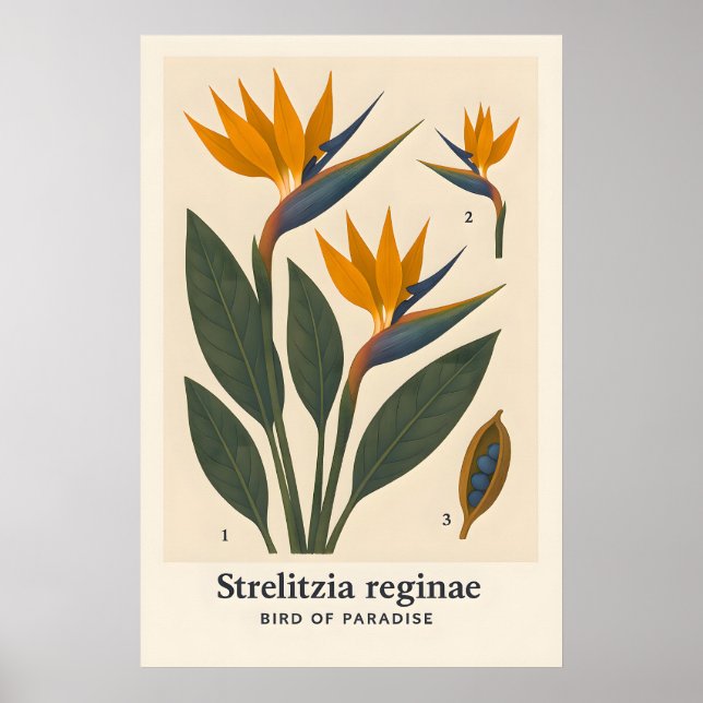 Poster Cartaz (Frente)