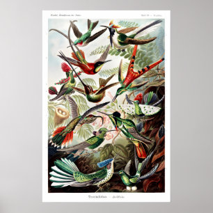 Poster Cartaz
