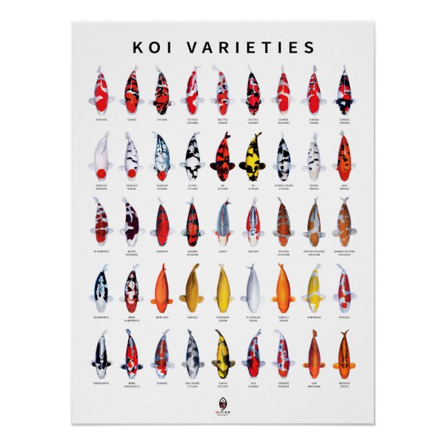 Pôster Cartaz 45 Tipos de Koi (Frente)