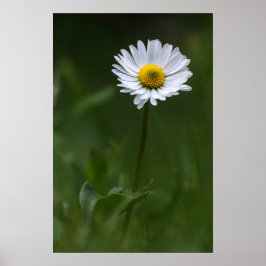 Poster Cartaz - A Única Margarida