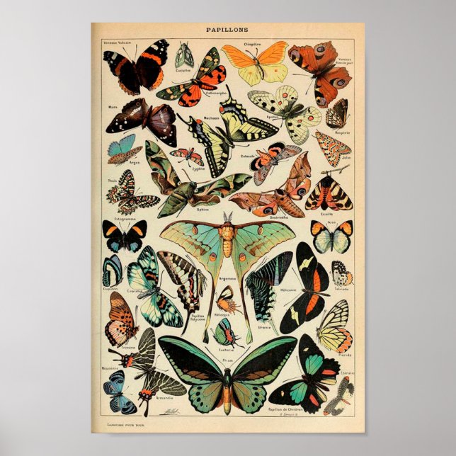 Poster Cartaz - Adolphe Millot Papillons Borboletas (Frente)