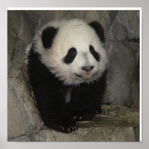 Pôster Cartaz adorável da panda