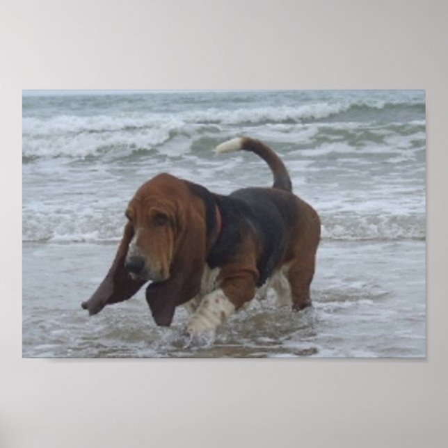Pôster Cartaz Basset Hound Ao Lado Do Mar (Frente)