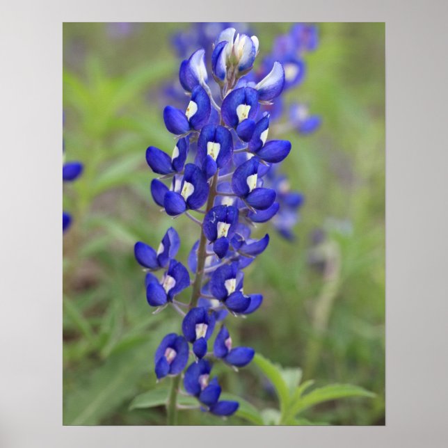 Poster Cartaz Bluebonnet (Frente)