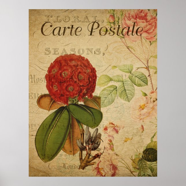 Poster Cartaz Botânico Antigo - Rhododenron (Frente)