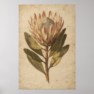 Poster Cartaz Botânico da Flor Protea Blush