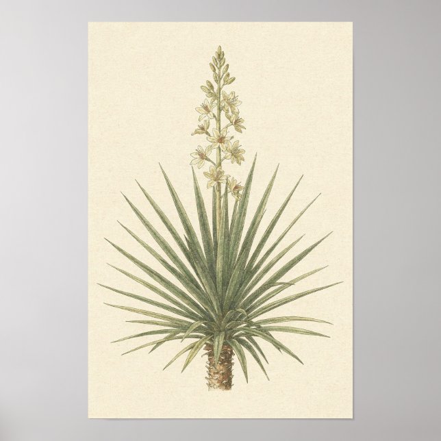 Poster Cartaz Botânico da Planta Yucca (Frente)