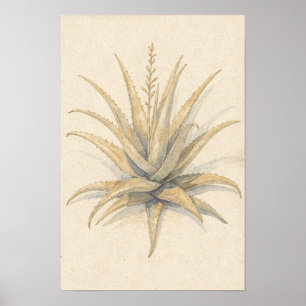 Poster Cartaz Botânico de Aloe Vera Roseta em Marfim