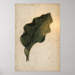 Poster Cartaz Botânico de Folha de Hosta Verde Escuro
