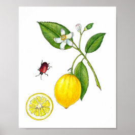 Poster Cartaz botânico de fruta Limão em aquarela