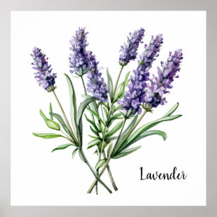 Poster Cartaz Botânico de Ilustração de Lavanda