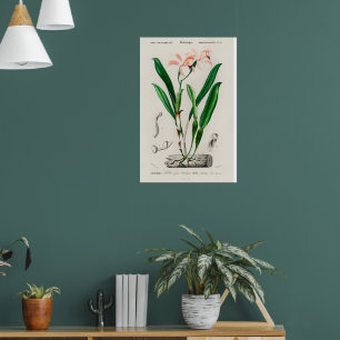 Poster Cartaz Botânico de Orquídea Cattleya Rosa Vintage