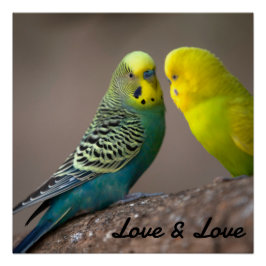 Pôster Cartaz Brilhante Amor Cor Preta Texto Imagem Pássa