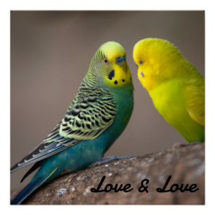 Pôster Cartaz Brilhante Amor Cor Preta Texto Imagem Pássa