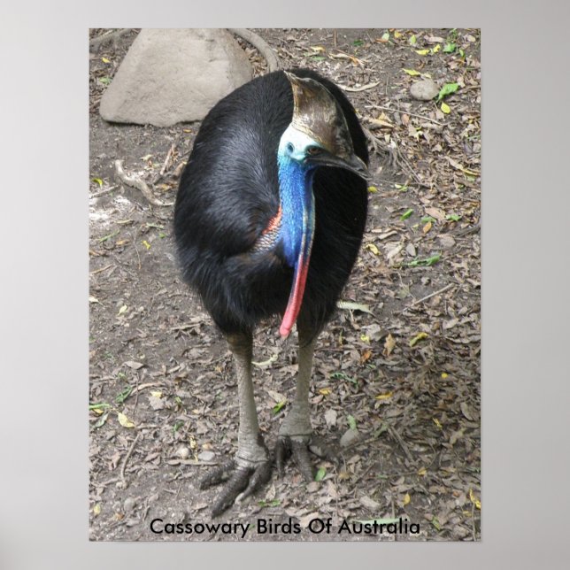 Pôster Cartaz Casuares Aves da Austrália (Frente)