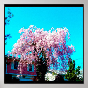 Poster cartaz CELEBRE A VIDA