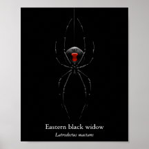 Cartaz da Aranha Viúva Negra (Semi-Brilho)