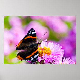 Poster Cartaz da borboleta Almirante Vermelho na flor
