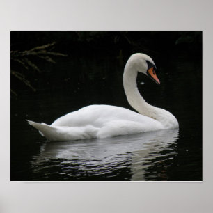 Poster Cartaz da Cisne Branco Graciosa