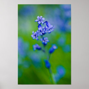 Poster Cartaz da flor de campainha azul