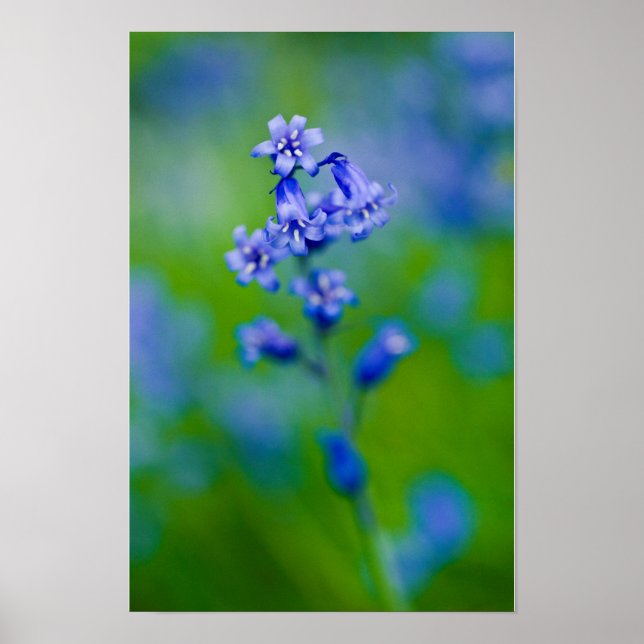 Poster Cartaz da flor de campainha azul (Frente)