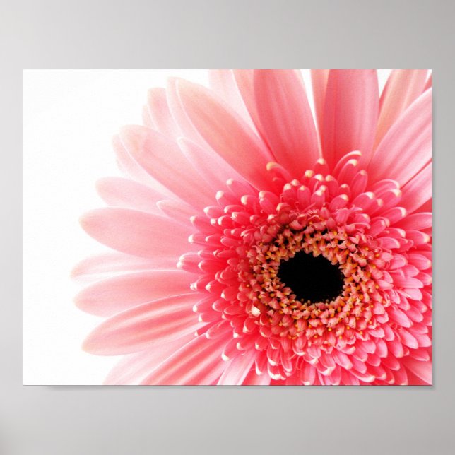 Poster Cartaz da Gerbera Daisy (Frente)