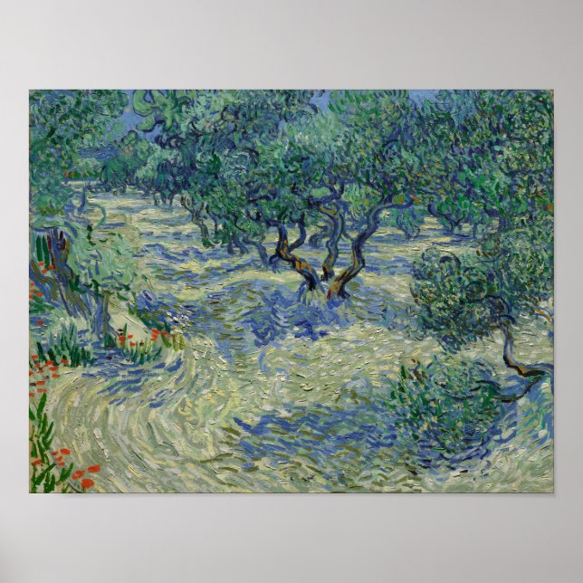 Poster Cartaz da Olive Orchard de Vincent van Gogh (Frente)