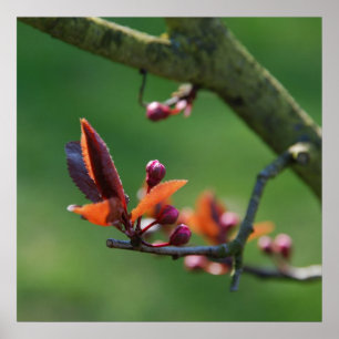 Pôster Cartaz da Primavera