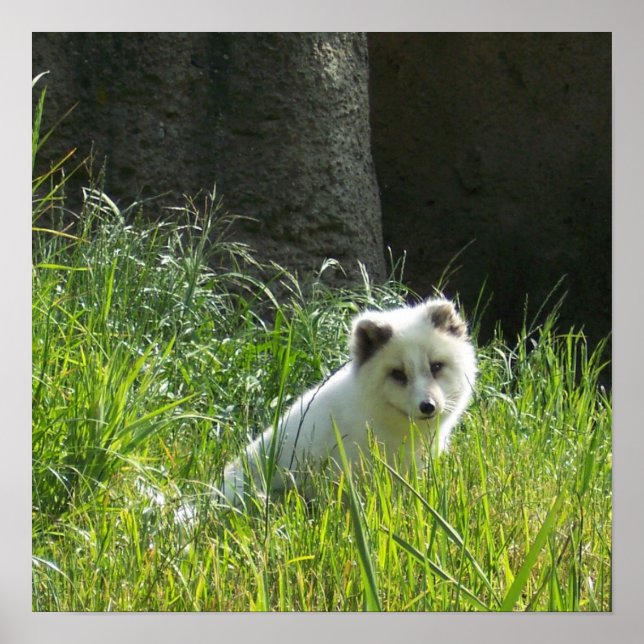 Pôster Cartaz da Raposa Ártica (Frente)