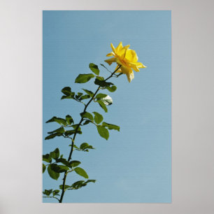 Poster Cartaz da Rosa Amarela