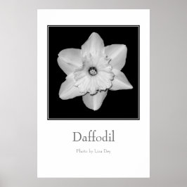 Pôster Cartaz 'Daffodil'