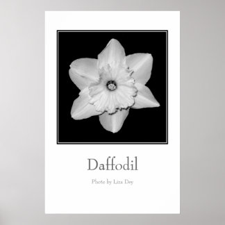 Pôster Cartaz 'Daffodil'