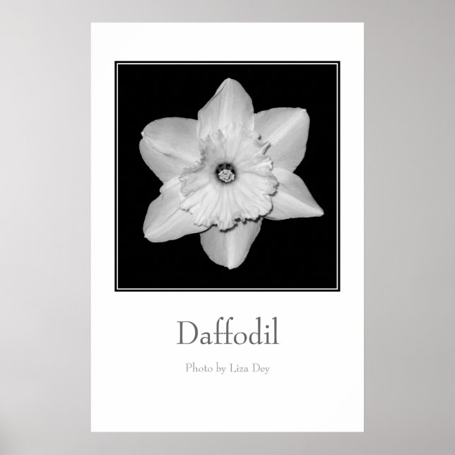Pôster Cartaz 'Daffodil' (Frente)