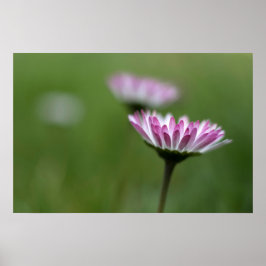 Poster Cartaz Daisy Elegância