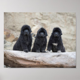 Pôster cartaz de 3 newfies pequenos