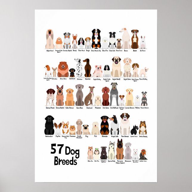 Poster cartaz de 57 raças de cães (Frente)