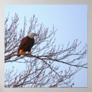 Poster Cartaz de Águia Americana na Árvore